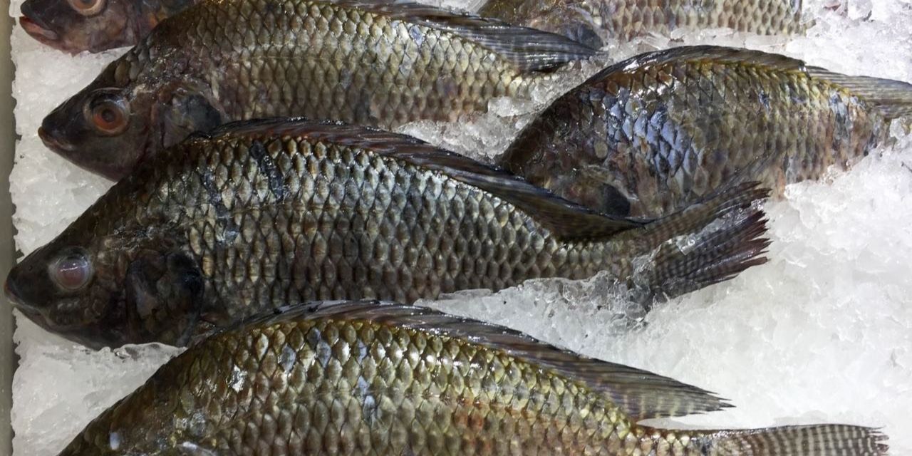 Trik Ampuh Menghilangkan Bau Tanah Ikan Nila yang Wajib Dicoba