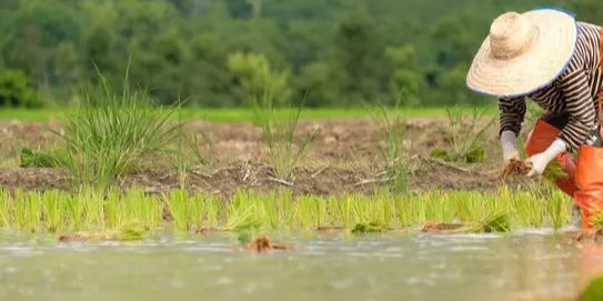 Hitung-Hitungan Kementan, Pendapatan Petani Milenial Bisa Tembus Rp10 juta Per Bulan