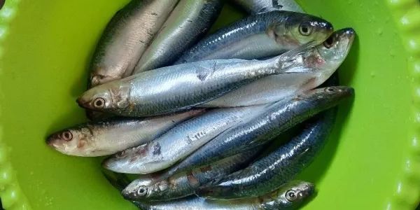 Ikan Lemuru, Pengganti Salmon Di Meja Makan dengan Harga Murah dan Kandungan Gizi Tak Kalah Lengkap