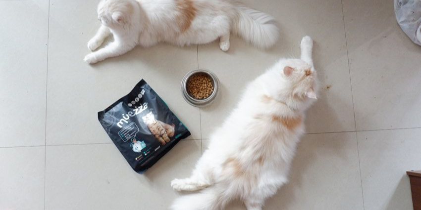 Apakah Kucing Bisa Makan Nasi? Ini Panduan untuk Pemilik Kucing