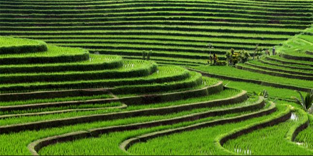 Harga Pupuk Naik Rp1.000 Produksi Padi Bisa Anjlok 5 Juta Ton, Begini Penjelasannya