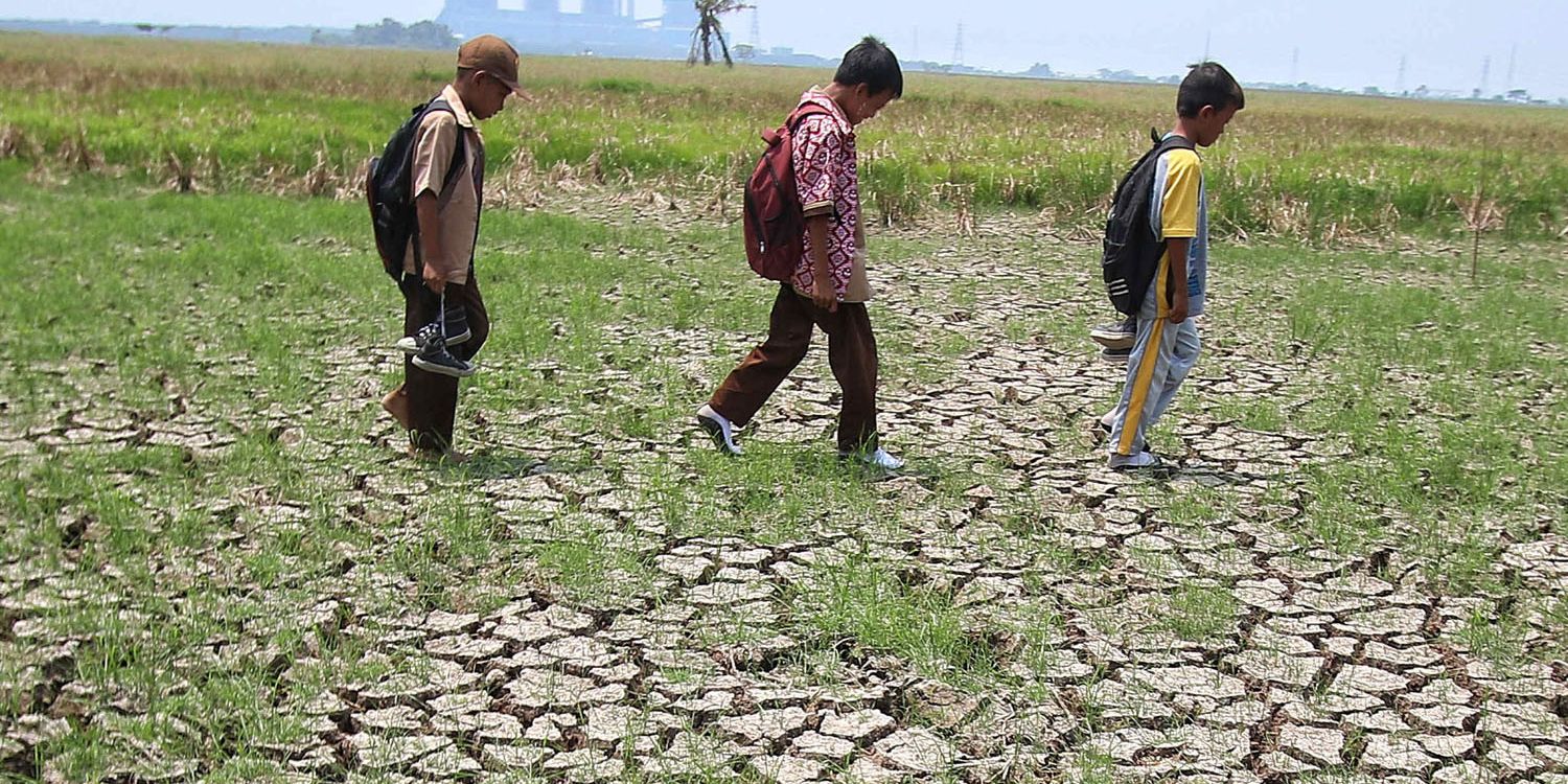 Ternyata, Ini Penyebab Sawah di Indonesia Hanya Bisa Satu Kali Tanam dalam Setahun