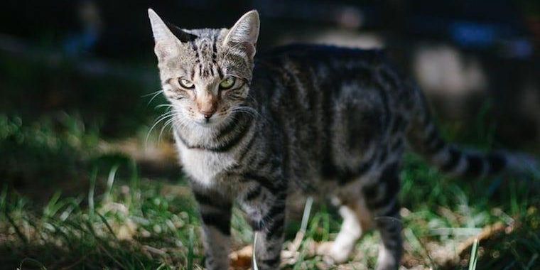 Tragis, Pria Ini Meninggal Setelah Kakinya Dicakar Kucing Peliharaannya