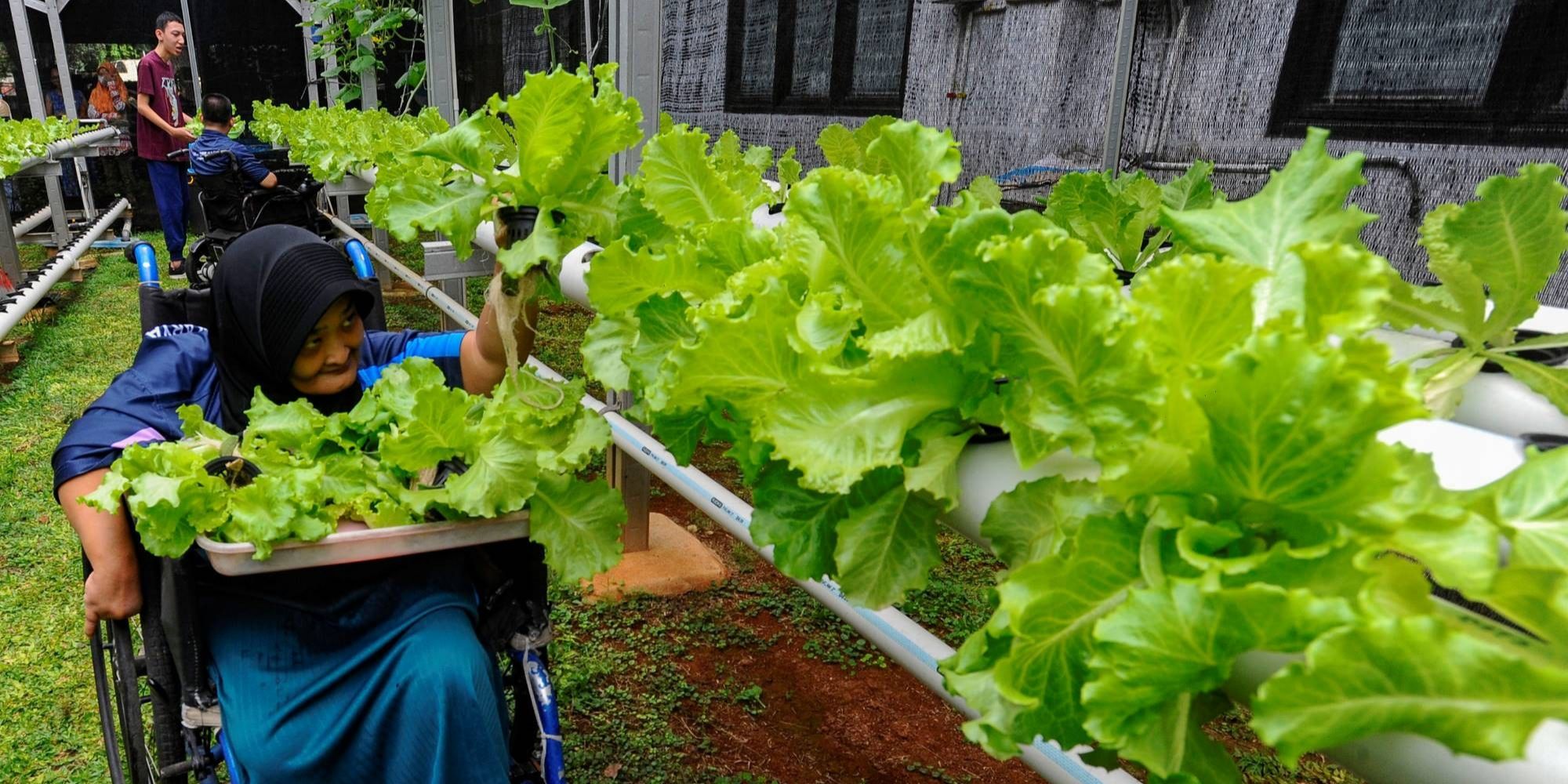 FOTO: Semangat Penyandang Difabel Panen dan Jual Sayuran Hasil Kebun Hidroponik