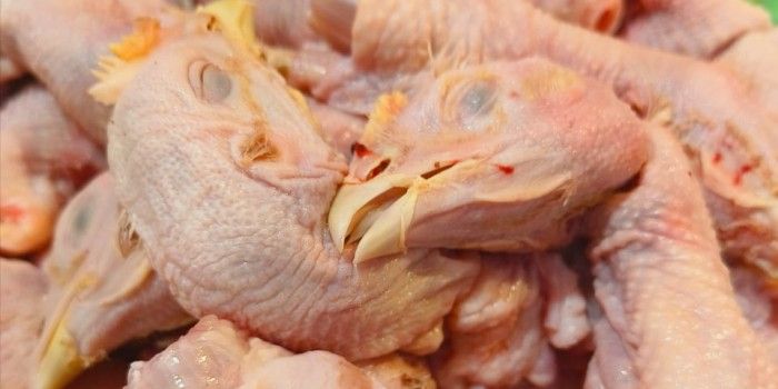 Proses Bersihkan Kepala Ayam dengan Mudah, Ikuti Langkah-langkah Ini