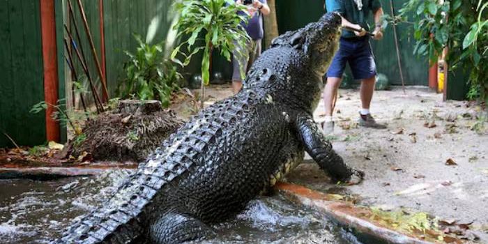 Buaya Terbesar di Dunia Mati di Usia 110 tahun, Bobotnya Hampir 1 Ton