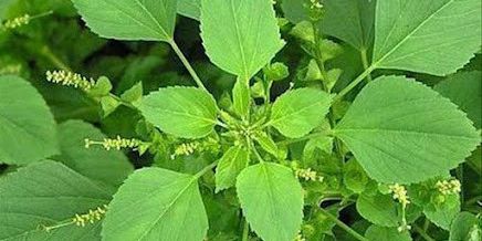 Atasi Nyeri Asam Urat dengan Daun Anting-Anting, Ini Langkah-Langkahnya