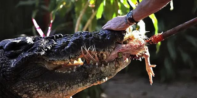 Mandi di Sungai, Lansia Tewas Diterkam Buaya