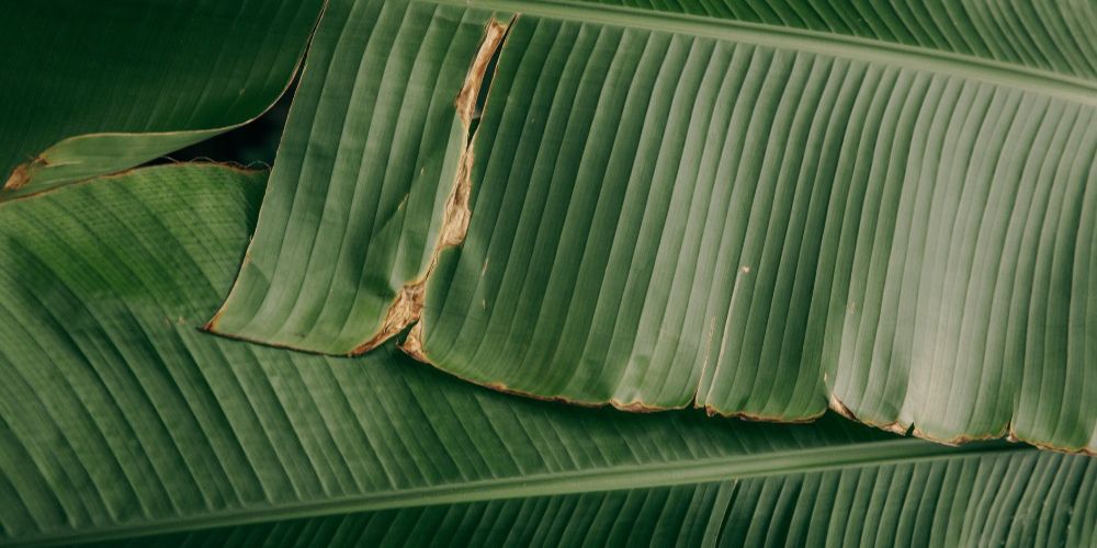 Tips Menyimpan Daun Pisang agar Tahan Lama, Simak Trik Jitu Ini