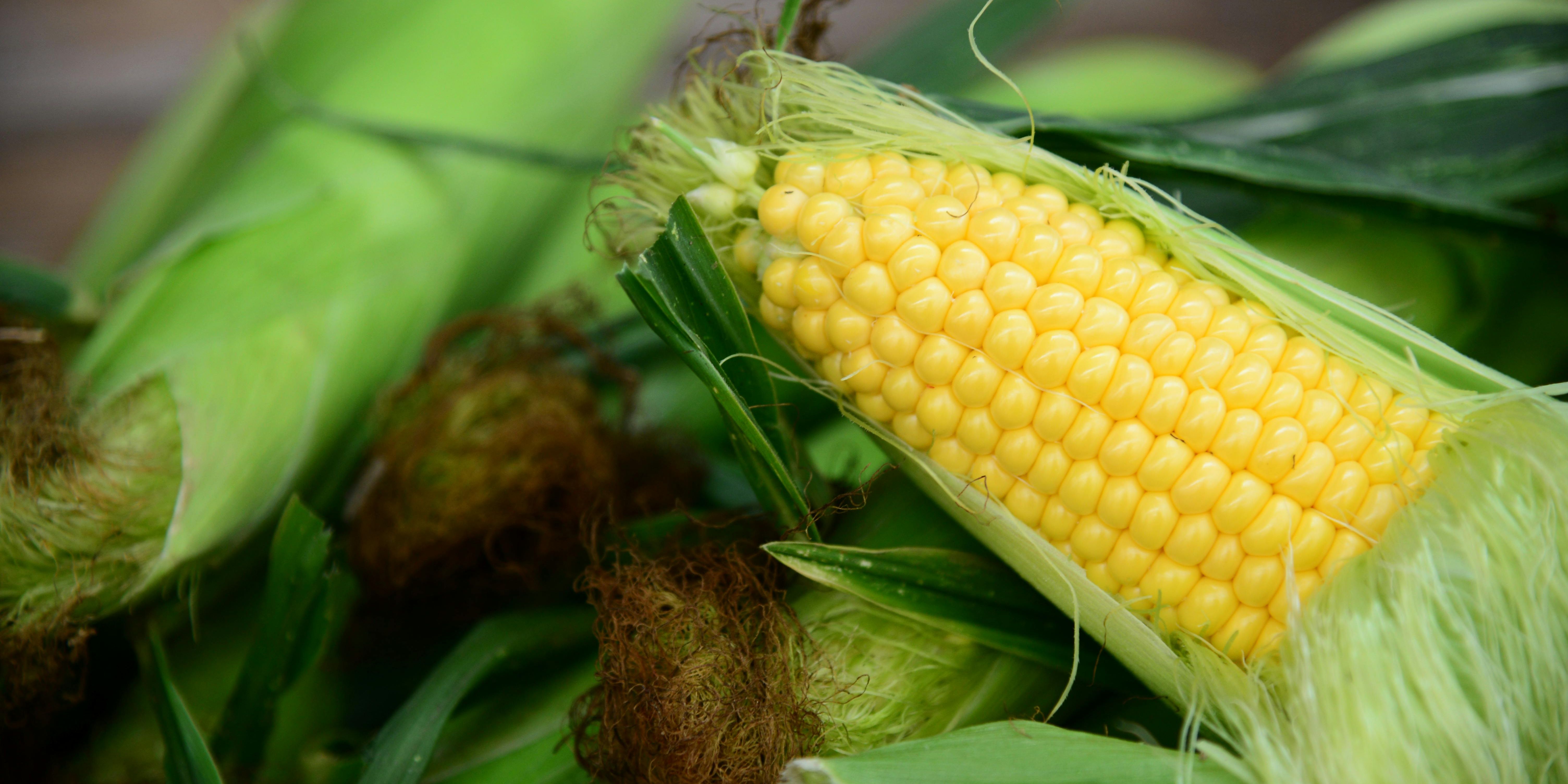 Cara Sederhana Membuat Jagung Rebus Lebih Lezat dan Empuk