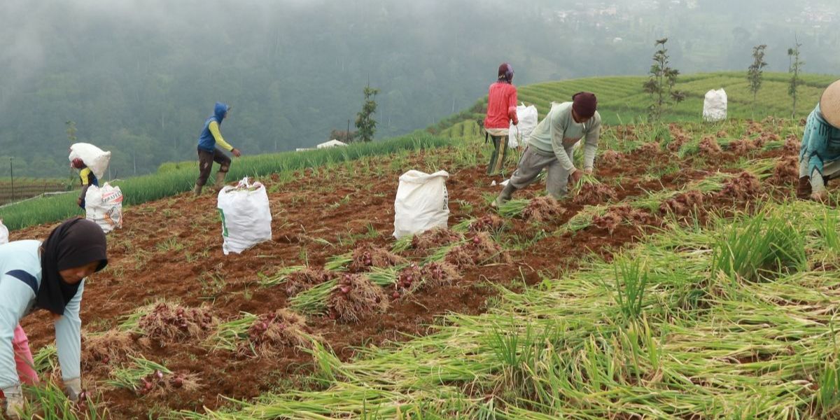 Cerita Petani Bisa Jual petai Hingga Jepang dan Amerika Serikat