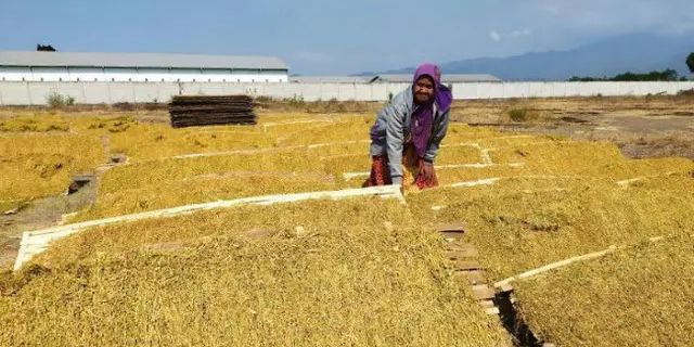 Tak Semua Utang Petani dan Nelayan Bakal Dihapus Pemerintah, Cek Kriterianya di Sini