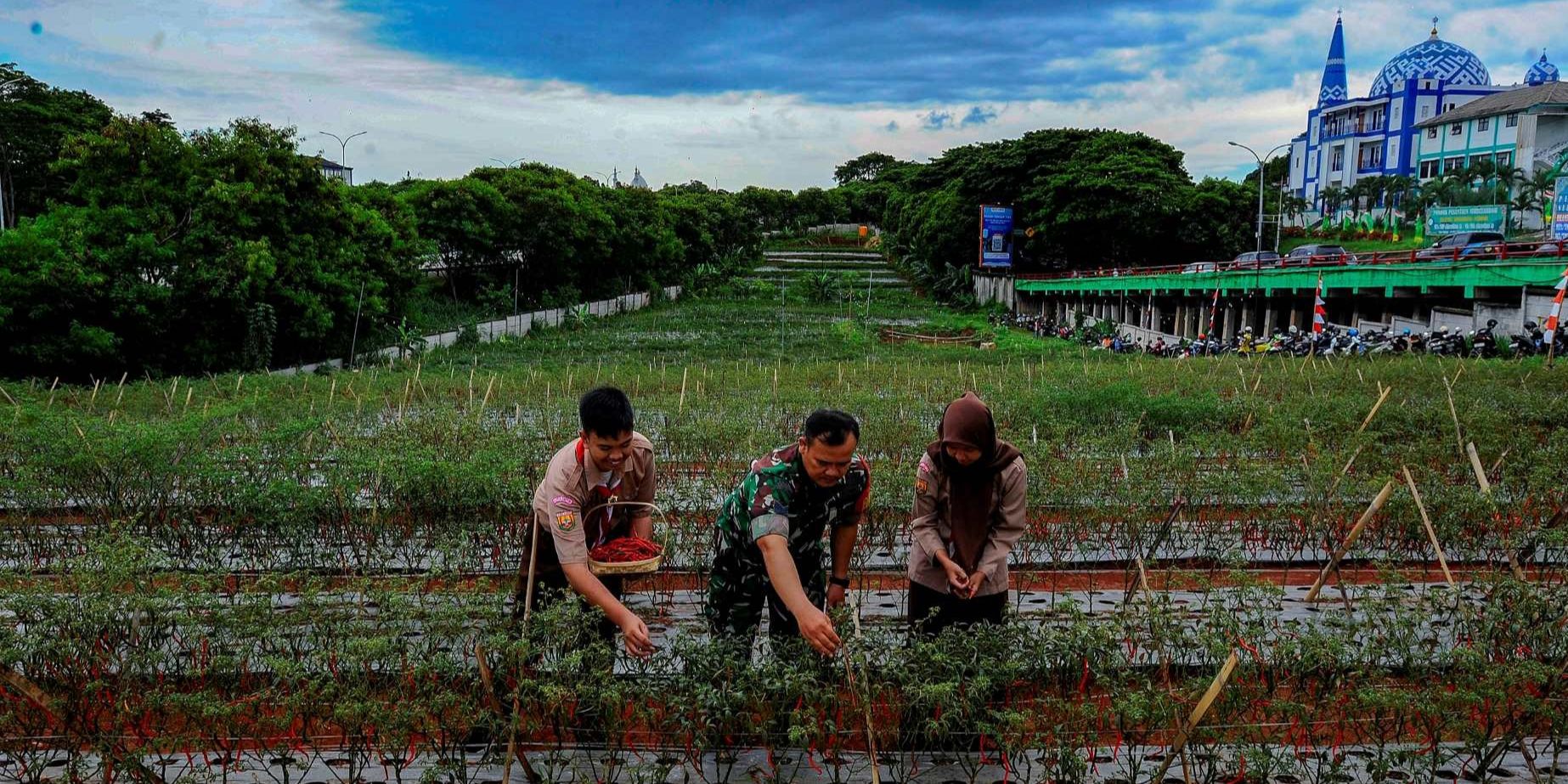 FOTO: Momen Prajurit TNI dan Pelajar Panen Cabai Merah di Lahan Tidur Pinggir Tol Depok