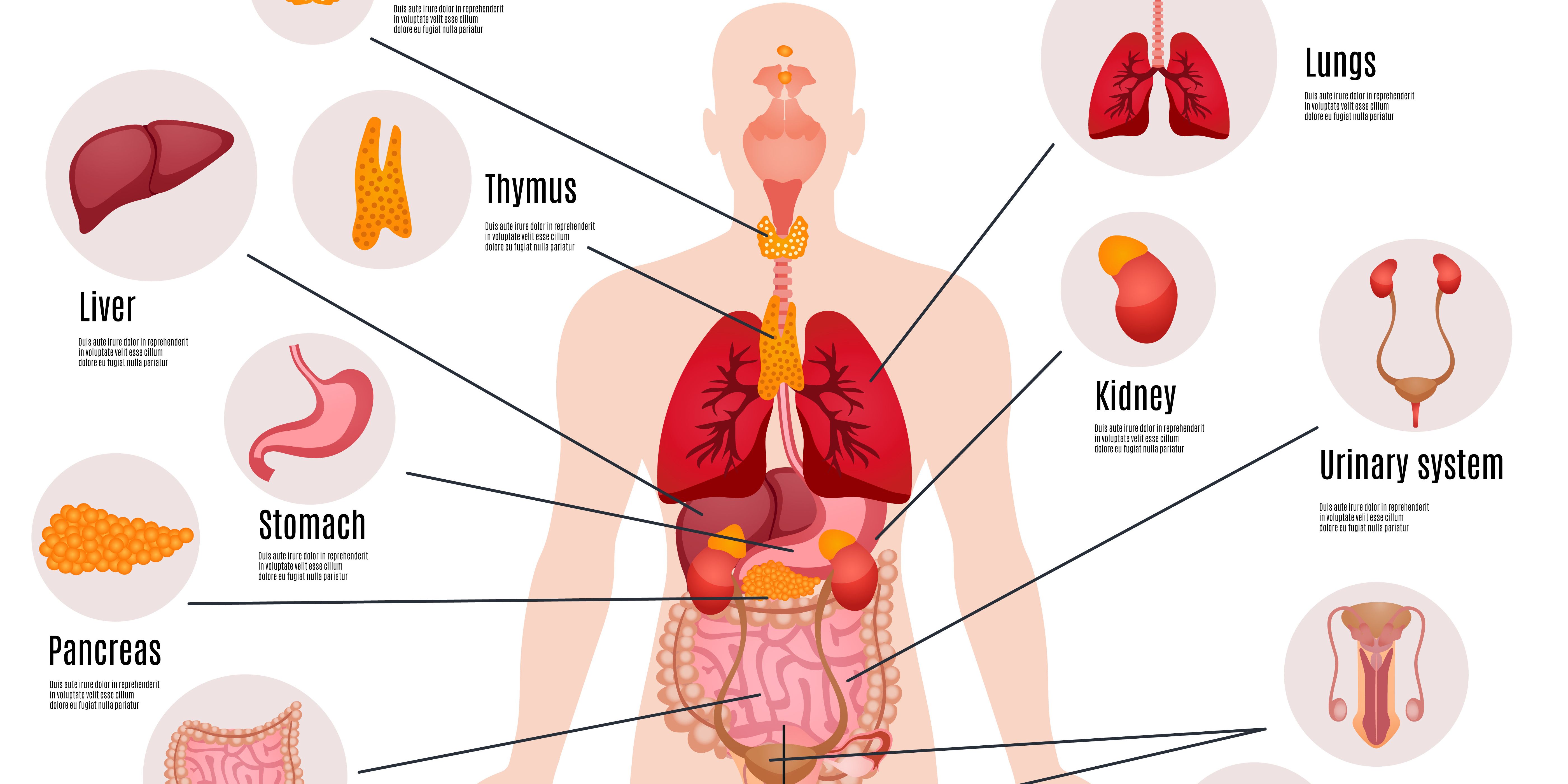 Mengenal Sistem Ekskresi pada Manusia, Struktur Organ dan Peranannya