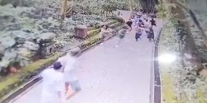 Tempat Wisata Monkey Forest Bali Ditutup Sementara Usai Pohon Tumbang Timpa 2 Turis Berujung Tewas