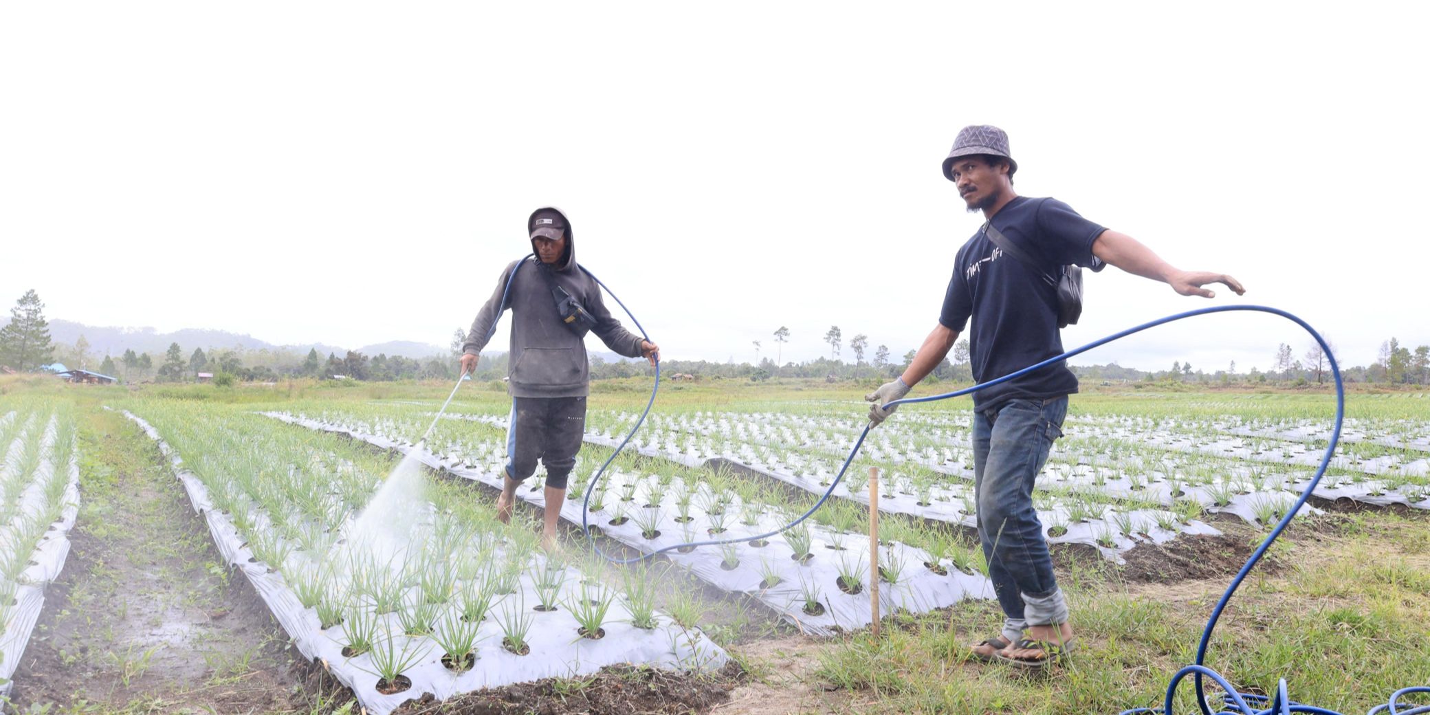 Ikut Program Lumbung Pangan, Begini Kisah Para Petani di Tanah Humbang Hasundutan