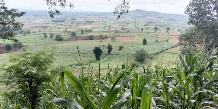 Jaga Keberlanjutan Lingkungan, Pertamina Tanam Pohon Langka di Bandung Barat