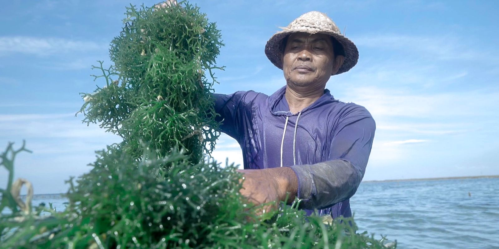 Pemerintah Siap Penuhi Kebutuhan Pupuk Dalam Negeri Lewat Rumput Laut