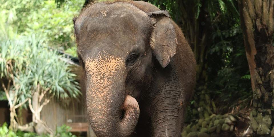 Kabar Duka dari Bali Zoo, Gajah Molly Mati Terseret Arus Sungai Saat Hujan Deras