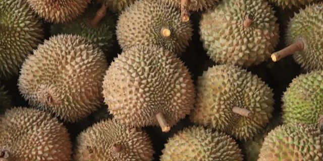 Strategi Pemerintah Bisa Dapat Rp128 Triliun Lewat Durian