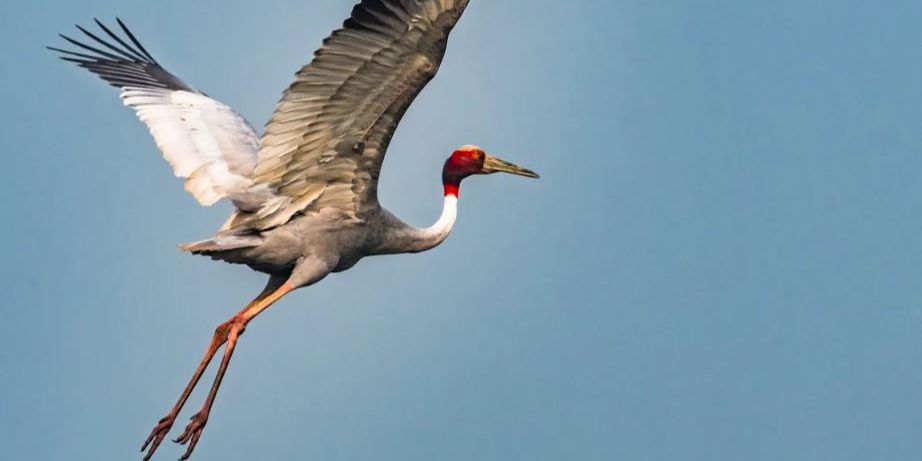 Ini Burung yang Terbang Paling Tinggi di Dunia, Bisa Tempuh Jarak Sampai 72 Kilometer