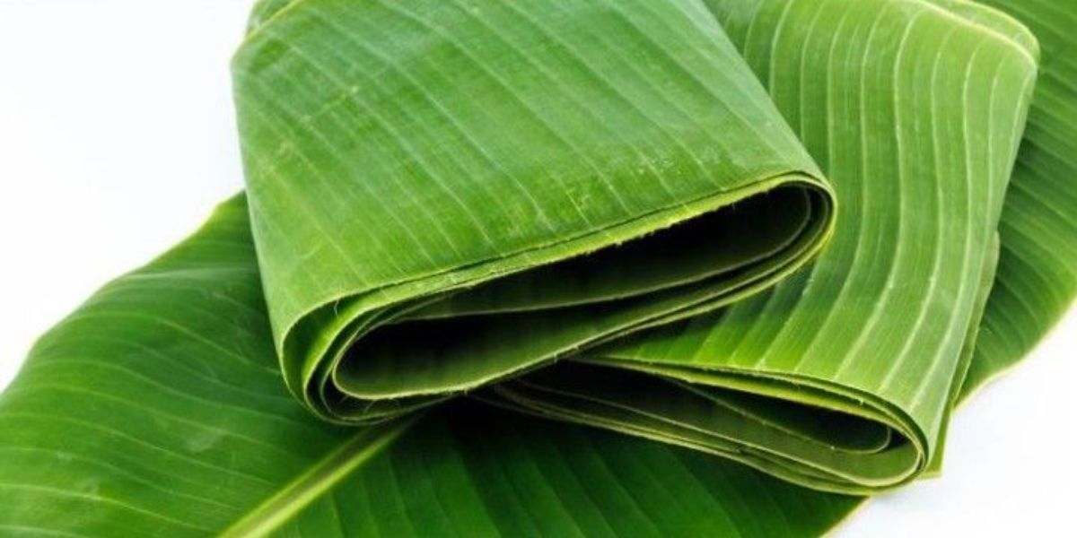 Cara Mudah Membuat Daun Pisang Lentur dan Tetap Hijau untuk Membungkus Makanan