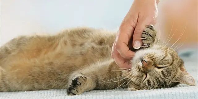 Cara Menghilangkan Jamur pada Kucing: Panduan Lengkap untuk Pemilik Hewan