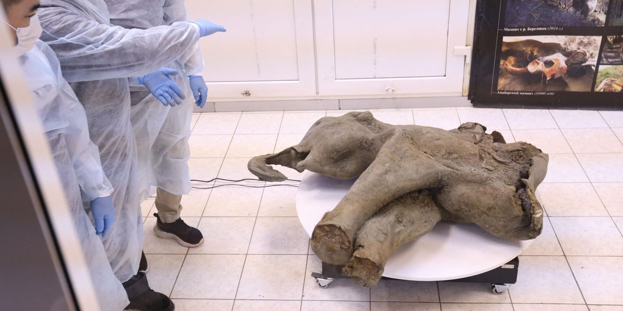 FOTO: Penampakan Bayi Mammoth Ditemukan di Bawah Lapisan Es Abadi Yakutia, Awet Meski Terkubur 50 Ribu Tahun