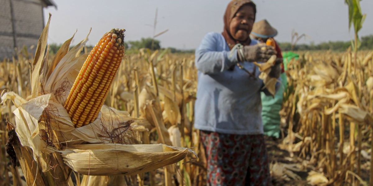 Harga Jual Gabah dan Jagung di Tingkat Petani Naik Jadi Rp500 Per Kg