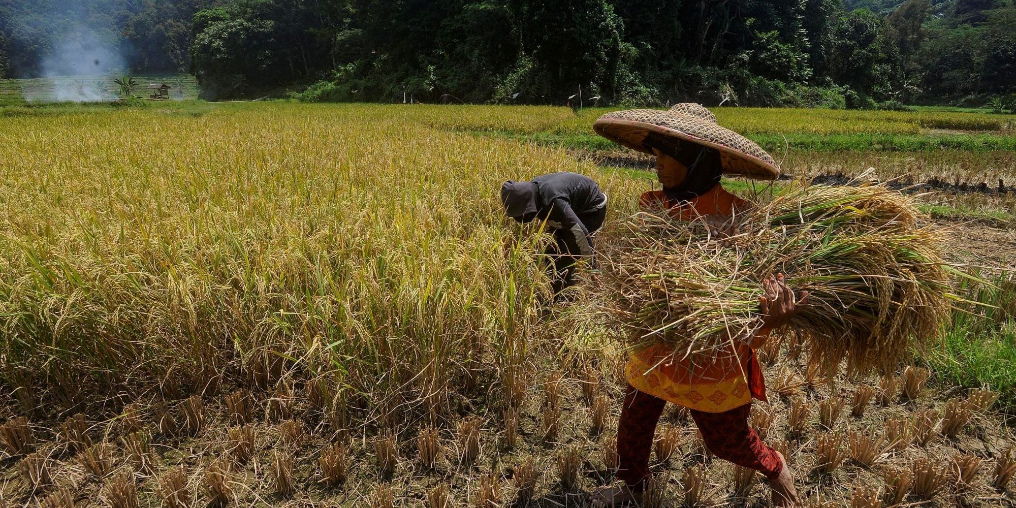 Komisi IV DPR 'Warning' Pihak Terkait Tak Main-Main dengan Kebijakan Prabowo, Kenaikan HPP Gabah-Jagung Harus Dirasakan Petani