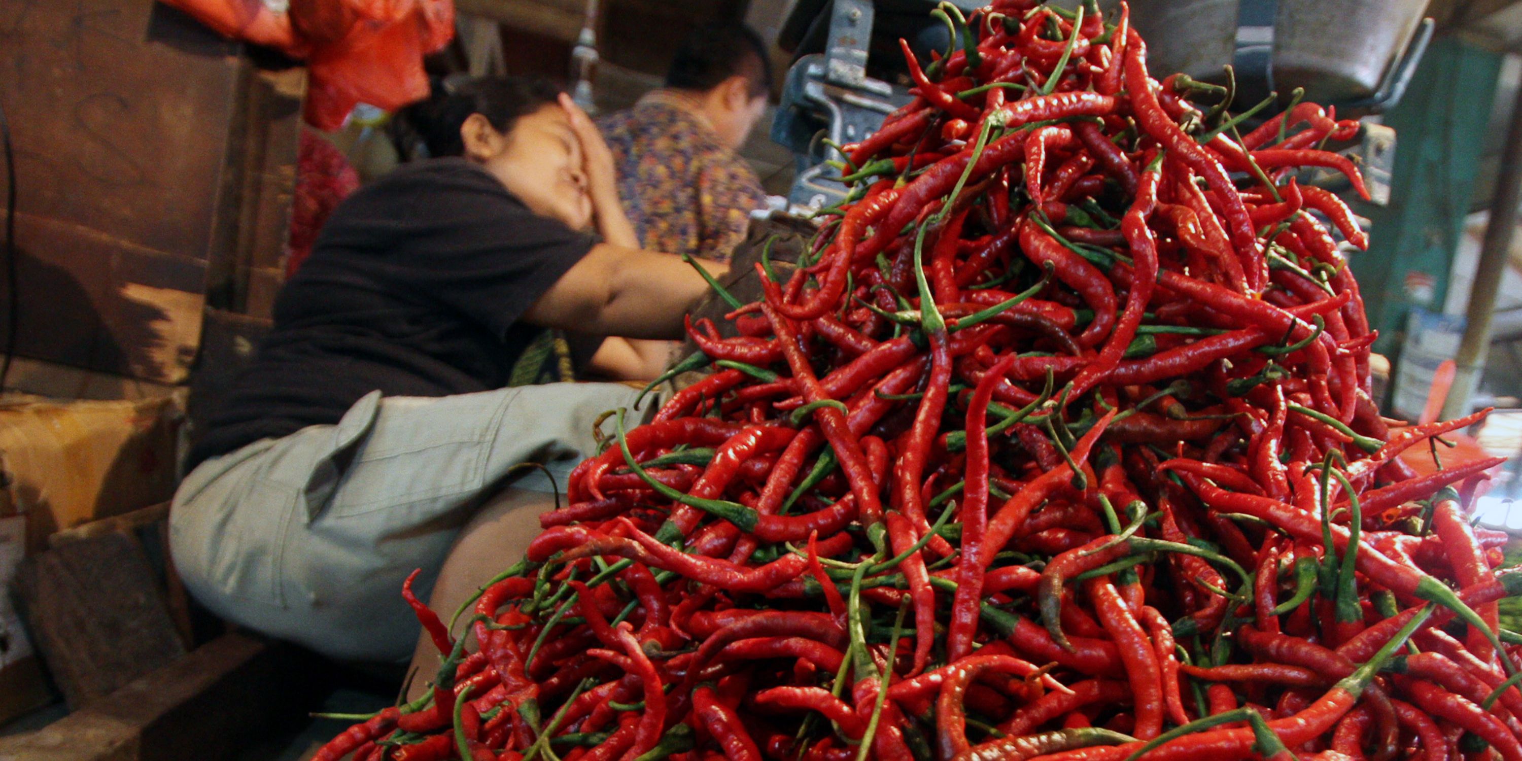 Harga Cabai di Tingkat Petani Anjlok Parah, Hanya Dibeli Rp1.500 per Kilogram