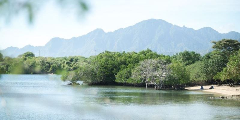 Program Community Forest Berpotensi Serap 600.000 Ton CO2 per Tahun