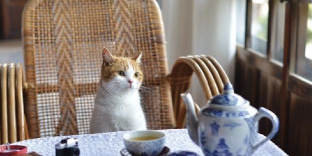 Berhenti Beri Kucing 10 Bahan Makanan Ini, Bikin Keracunan dan Berakibat Fatal