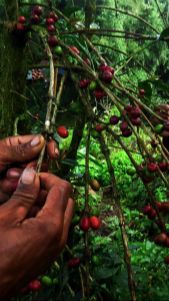 Kopi Liberika Sendoyan, Komoditas Unggulan Masyarakat Sambas yang Sempat Meredup