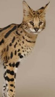 Kenalan dengan Marco, Si Kucing Serval Langka di Taman Safari Indonesia yang Menggemaskan