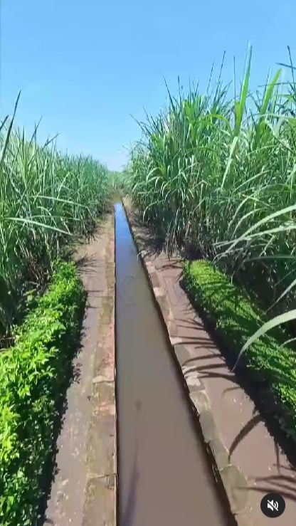 Kini Diapit Kebun Tebu, Ini Potret Saluran Air Bukti Kemasyhuran Kota Majapahit