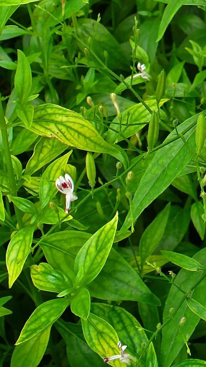 Meski Terkenal Pahit, Ini 8 Khasiat Daun Sambiloto yang Sayang untuk Dilewatkan