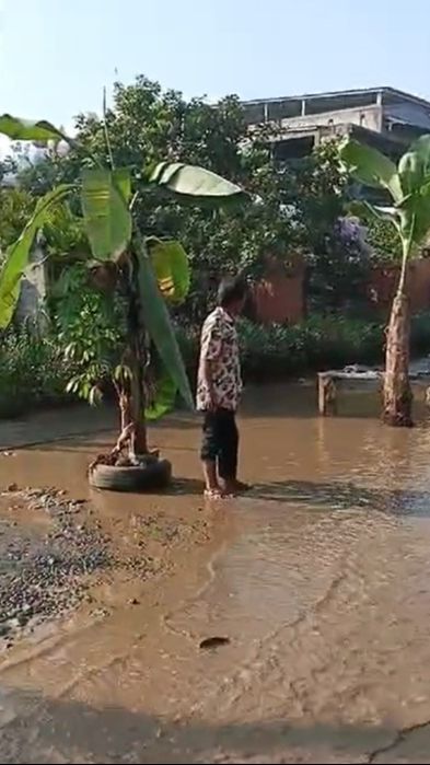 Dekat Rumah SBY, Warga Cikeas Demo Jalan Rusak Parah hingga Tanami Pohon Pisang di Tengah Jalan