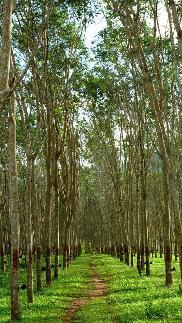 Kilas Balik Perkebunan Karet di Aceh Timur, Komoditas yang Tak Kalah Berharga dari Rempah-Rempah