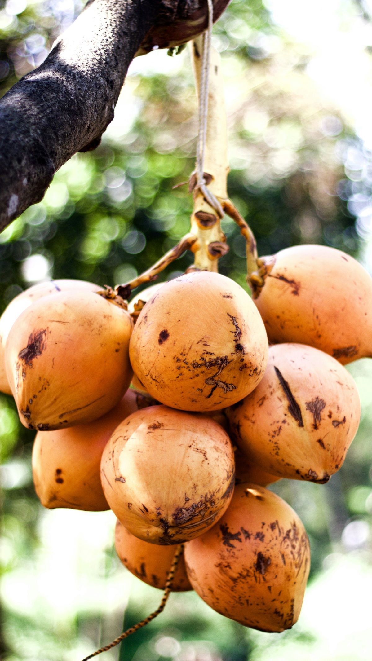 Mitos Kelapa Kuning yang Umum Berkembang, Ini Faktanya