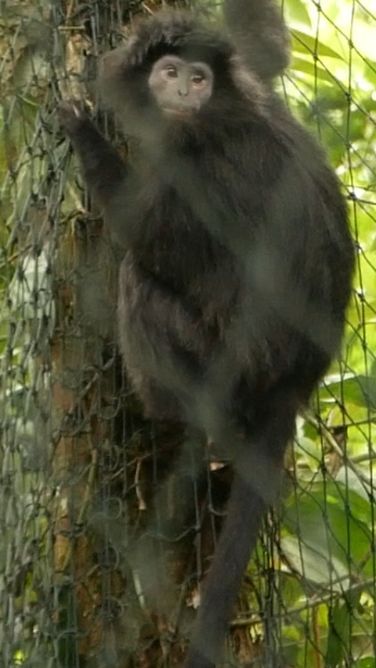 Lutung Jawa Lifa dan Tingting Dilepasliarkan di Hutan Kawasan Bromo