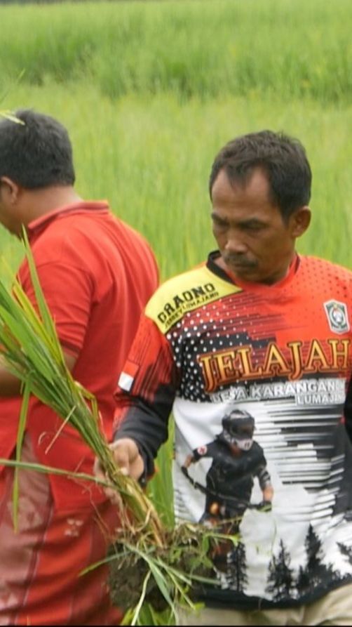 Kala Harga Beras Naik, 450 Hektare Sawah di Lumajang Terancam Gagal Panen