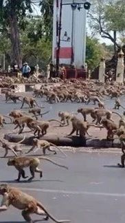 Pasukan 3.500 Ekor Monyet Serang Kota di Thailand, Toko Terpaksa Tutup dan Warga Mengungsi