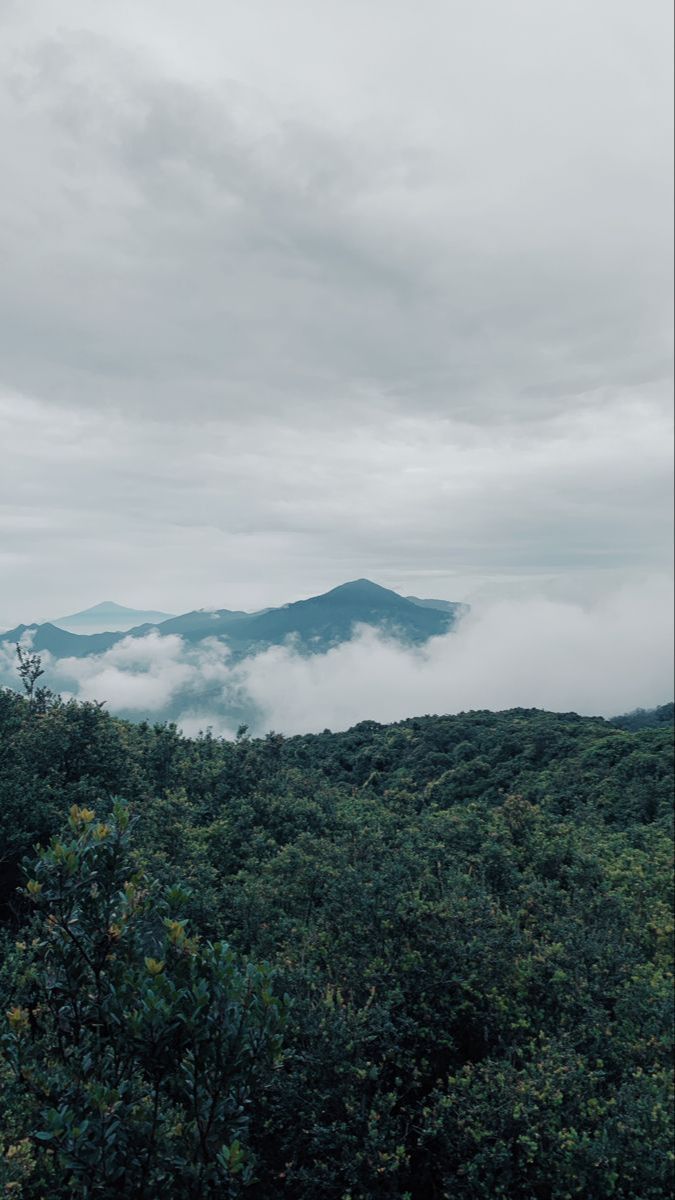 Misteri Hutan Awan, Tempat Mirip Dongeng yang Nyata dan Punya Hewan-Hewan Menakjubkan