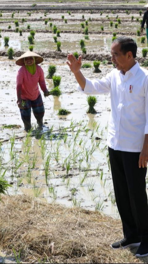 Presiden Jokowi Minta Sri Mulyani Segera Tambah Anggaran Pupuk Subsidi Rp14 Triliun