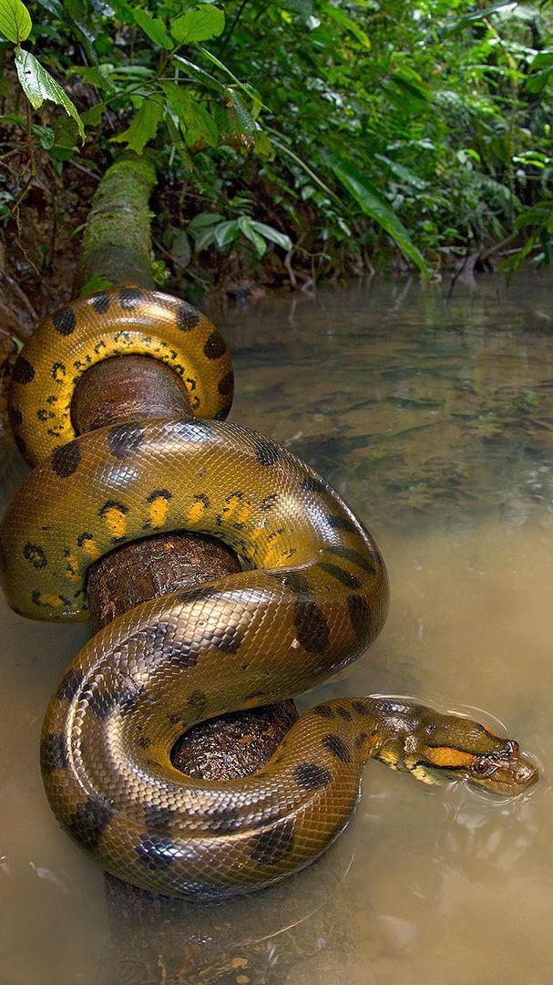 Tak Semua Bertelur, 7 Ular Ini Berkembang Biak dengan Cara Melahirkan!