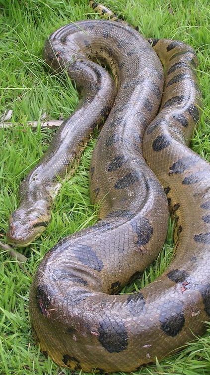 Anaconda Terbesar yang Pernah Ditemukan di Dunia, Panjang 10 Meter dan Bobot 400 Kg