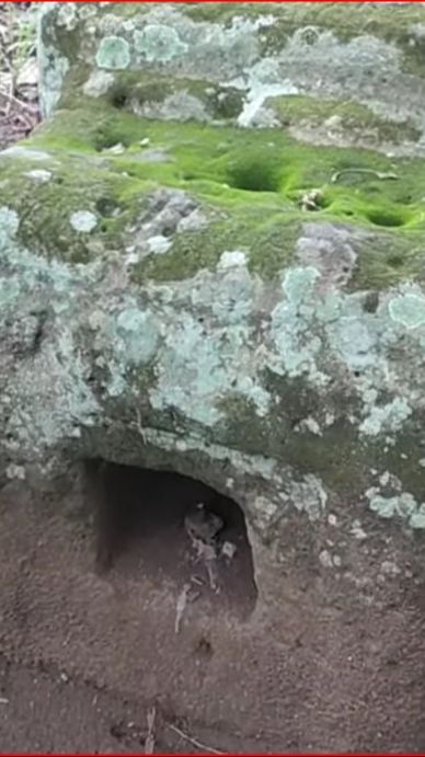 Batu Besar Misterius di Demak Ini Berada di Tengah Ladang Warga, Ini Fakta di Baliknya