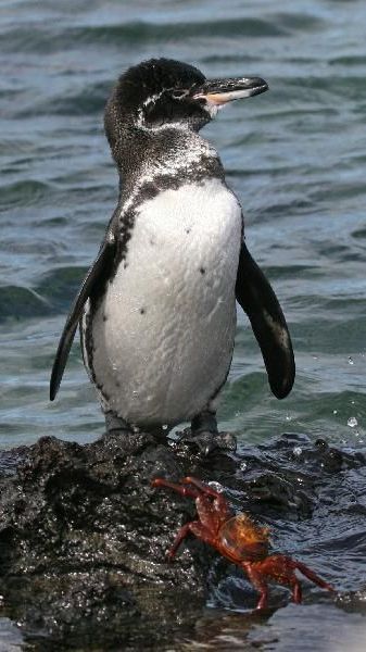 15 Hewan Langka yang Hanya Ada di Kepulauan Galapagos