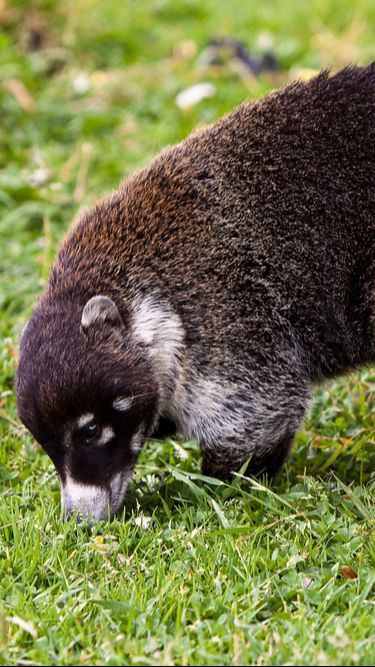 Rekomendasi Makanan Musang yang Paling Disukai, Ampuh Bikin Hewan Peliharaan Jadi Gemuk